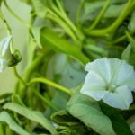 クウシンサイ　お花　231111 (1 - 1)